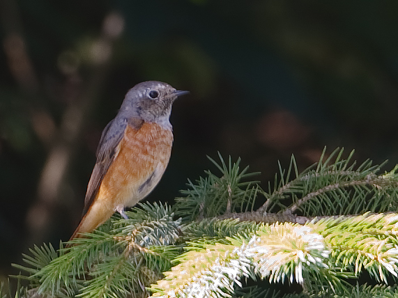 Phoenicurus phoenicurus Gekraagde Roodstaart Common Redstart